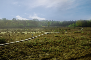 Een bos met veel groen en in het midden een weg om op te lopen 